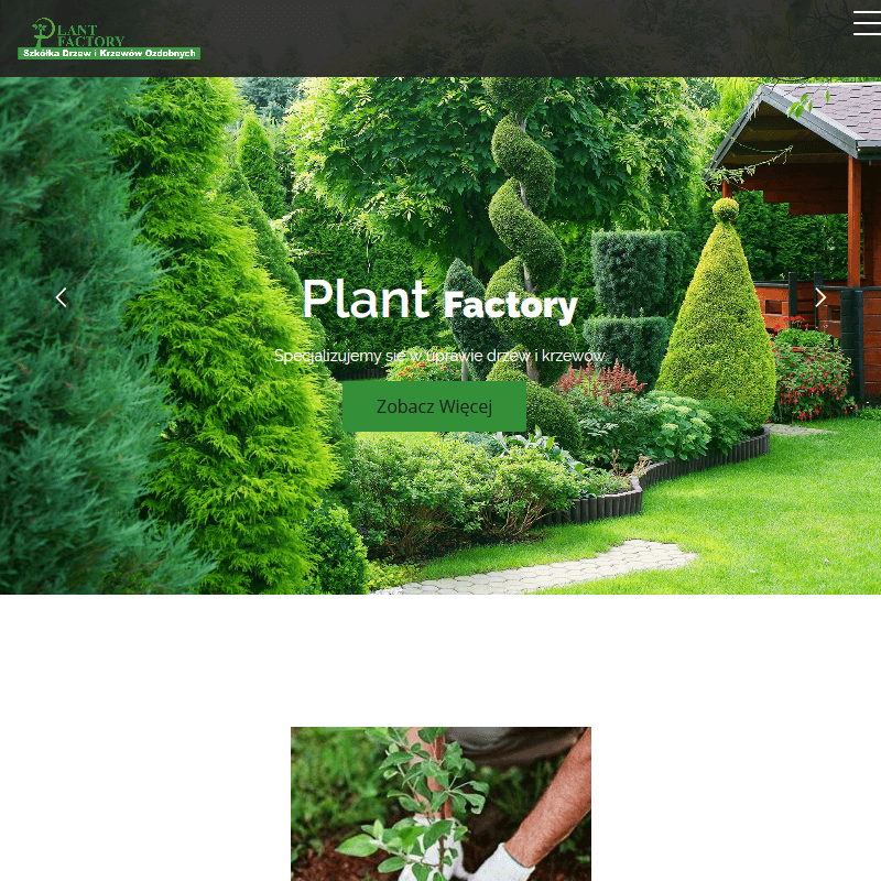 Jałowiec skalny sadzonki w Grójcu